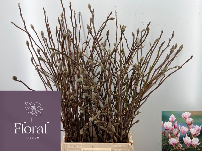 <h4>MAGNOLIA GRANDIFLORA</h4>