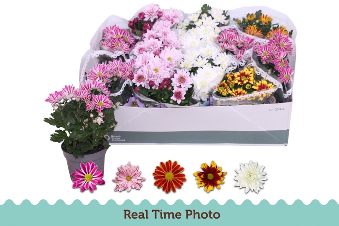 <h4>CHRYS GEM 5 KL</h4>