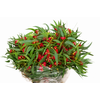 Euc. Cinesino Berries Flowering