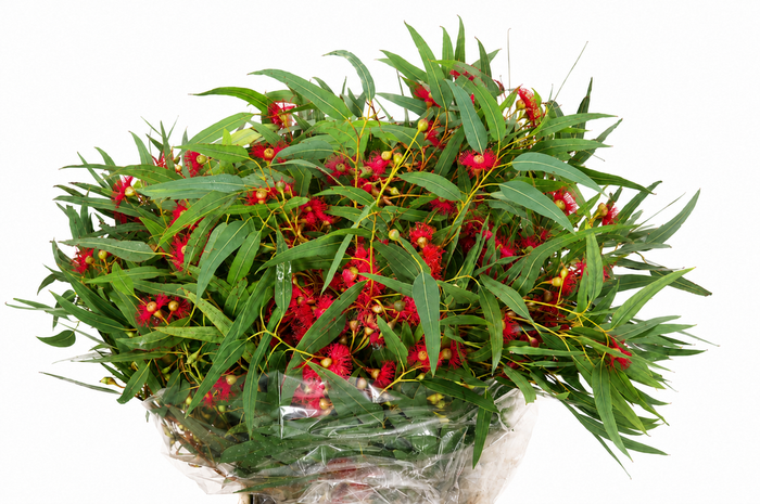 Euc. Cinesino Berries Flowering