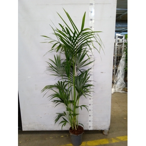 Howea forsteriana