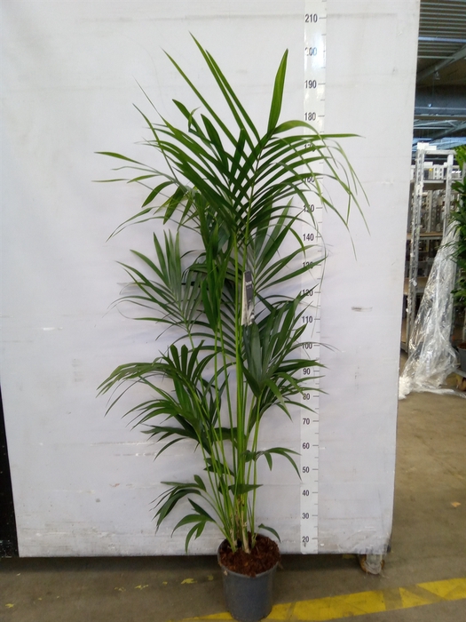 <h4>Howea forsteriana</h4>