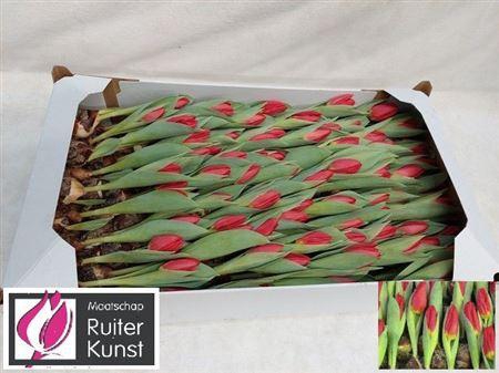 <h4>Tu En Brill Star</h4>