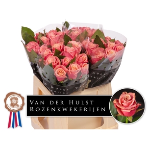 R Gr Adele Hulst