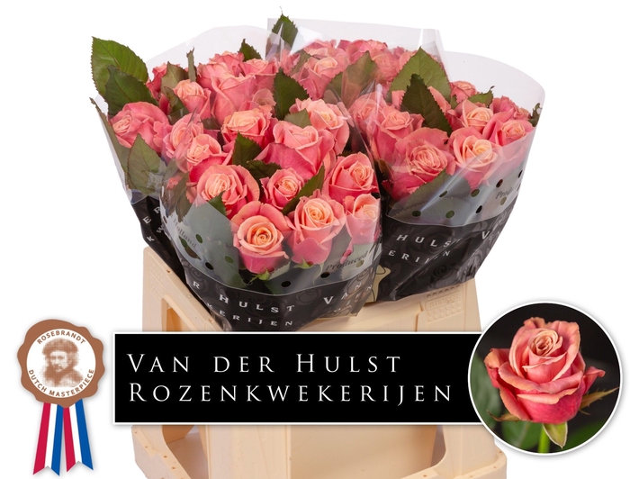 <h4>R Gr Adele Hulst</h4>