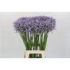 Agapanthus Silberpfeil