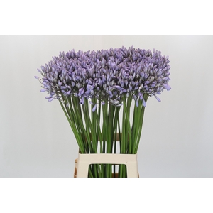 Agapanthus Silberpfeil