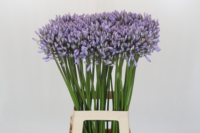 <h4>Agapanthus Silberpfeil</h4>