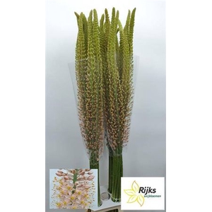 Eremurus Ov
