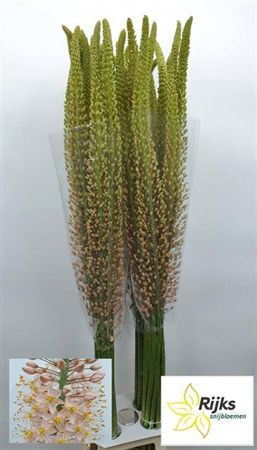 <h4>Eremurus Ov</h4>