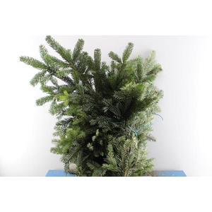 Deco Gr Abies Nordman Bos
