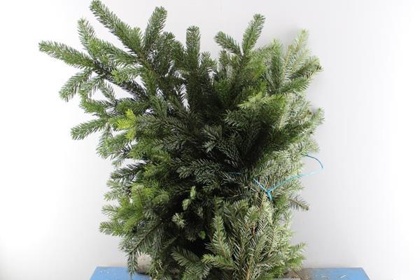 <h4>Deco Gr Abies Nordman Bos</h4>