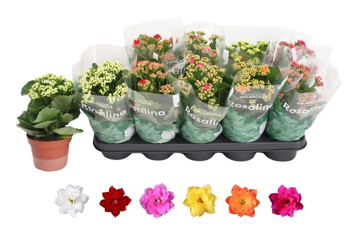<h4>KALAN CALAN MIX ROSALINA P12</h4>