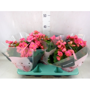 Begonia elat. HL 'Belove Rose'