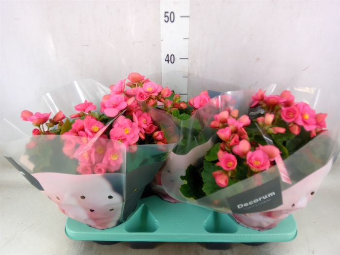 <h4>Begonia elat. HL 'Belove Rose'</h4>