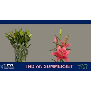 Li La Indian Summerset