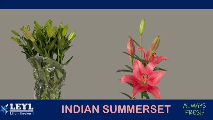<h4>Li La Indian Summerset</h4>