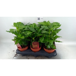 Coffea arabica