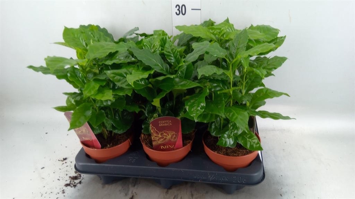 <h4>Coffea arabica</h4>