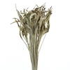Dried Strelitzia Leafs Naturel