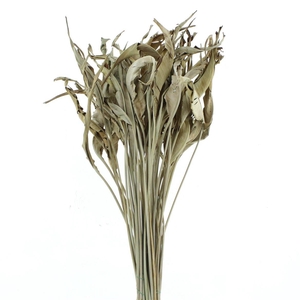 Dried Strelitzia Leafs Naturel