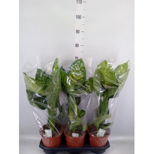 Dieffenbachia seg. 'Tropic Snow'
