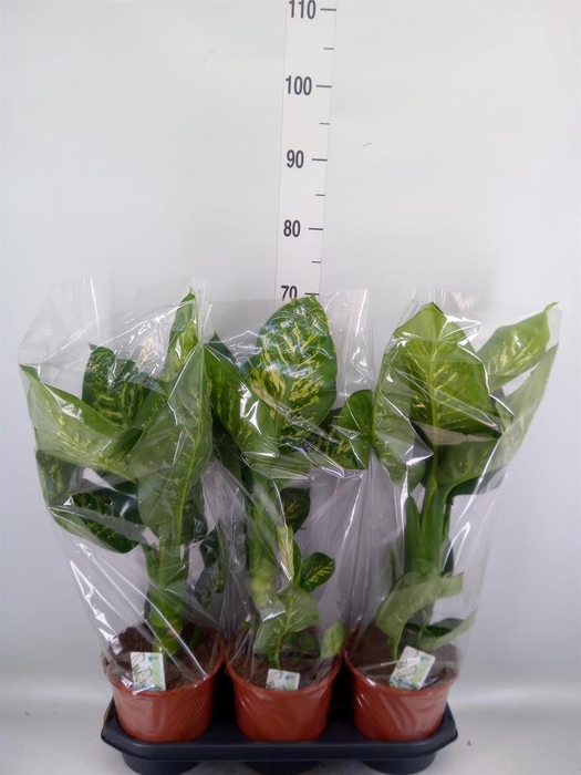 <h4>Dieffenbachia seg. 'Tropic Snow'</h4>