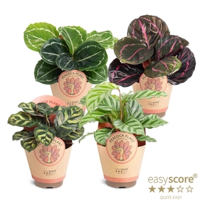 CALATHEA SPECIES