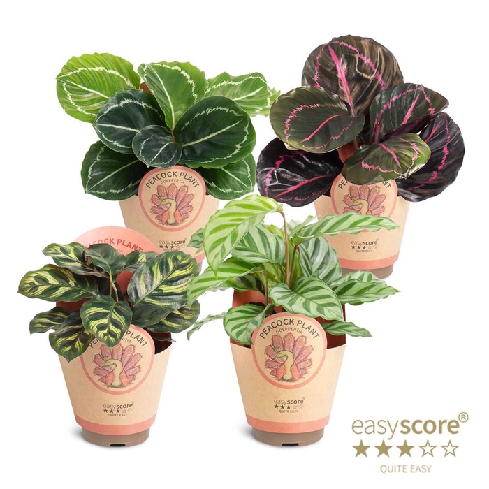 <h4>CALATHEA SPECIES</h4>