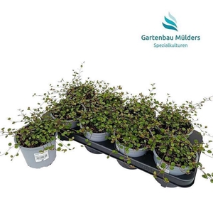 MUEHLENBECK CO MAORI