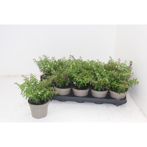 CUPH HYSSOPIFOLIA