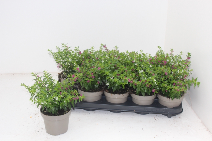 <h4>CUPH HYSSOPIFOLIA</h4>