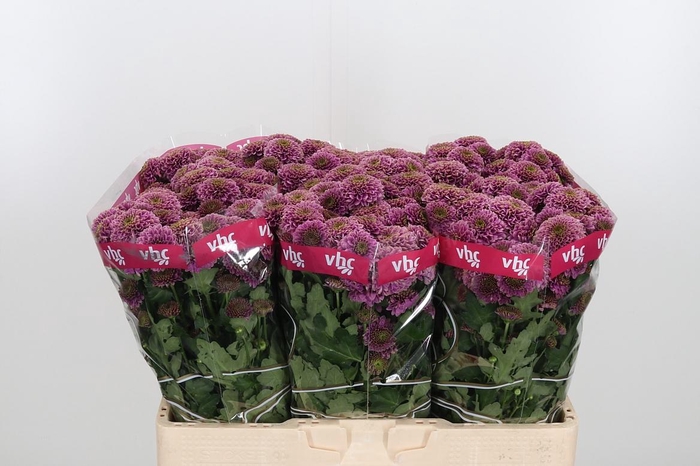 <h4>Chr San Aaa Doria</h4>