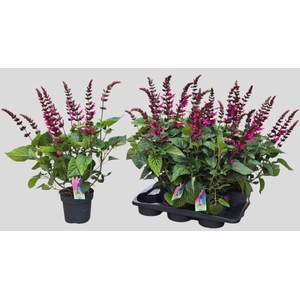 SALVIA  LAKE FLAMING