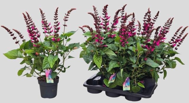<h4>SALVIA  LAKE FLAMING</h4>