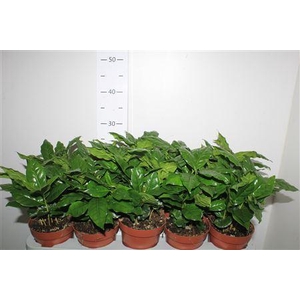 Coffea Arabica