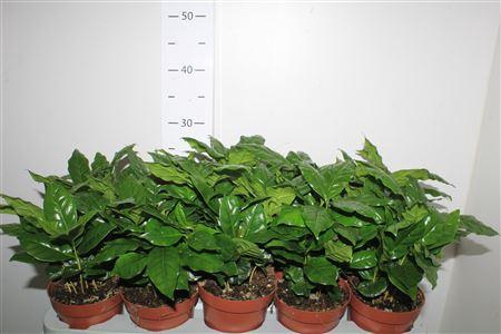 <h4>Coffea Arabica</h4>