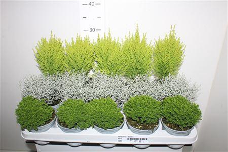 <h4>Herfst Mix 3 Soorten</h4>