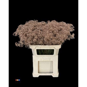 Gyps Million Star Copper