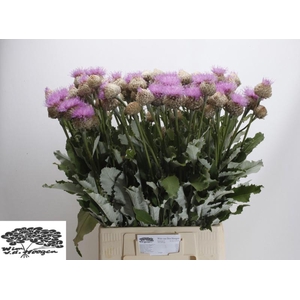 Centaurea Pulchra Major Wim Hoogen