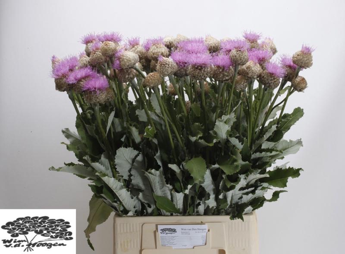 <h4>Centaurea Pulchra Major Wim Hoogen</h4>