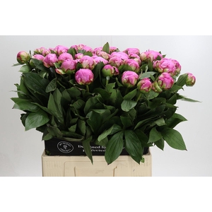 Paeonia Dr A Fleming