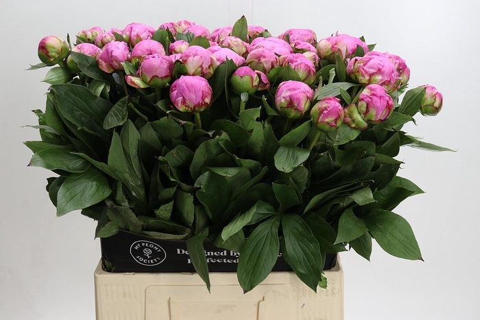 <h4>Paeonia Dr A Fleming</h4>