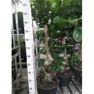 Ficus microcarpa 'Ginseng'