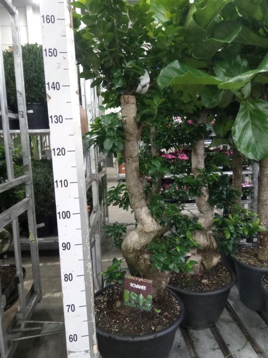 <h4>Ficus microcarpa 'Ginseng'</h4>