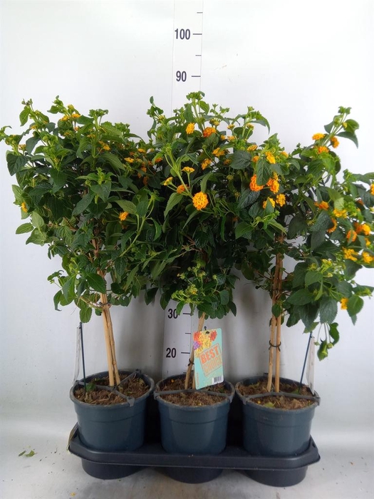 <h4>Lantana camara   ...</h4>