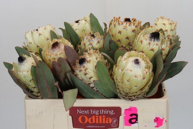 <h4>Protea Barbigera Ice Queen Odilia</h4>