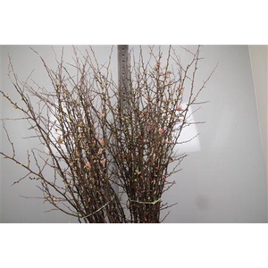 Chaenomeles Japonica