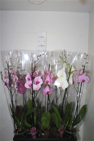 <h4>Phal Gem 1 Branche 10+</h4>