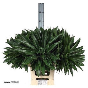 Philodendron  'Fun Bun'